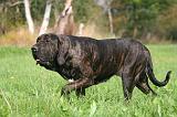 FILA BRASILEIRO 081
